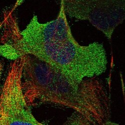 ADCK5 Antibody, Novus Biologicals:Antibodies:Primary Antibodies